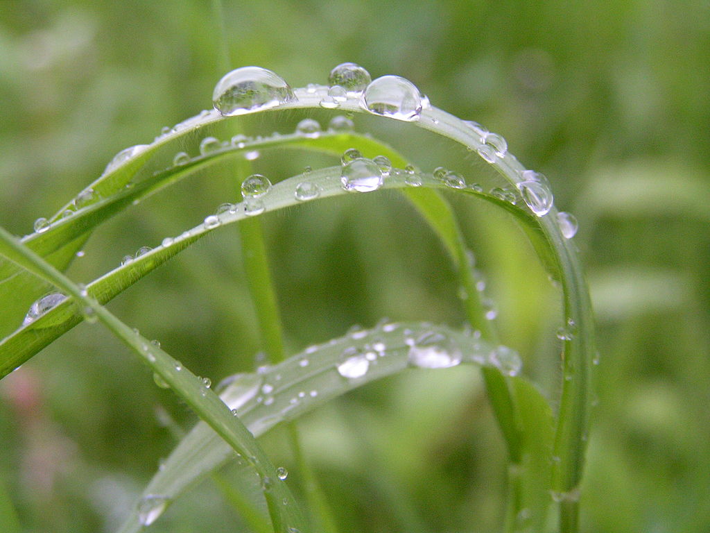 1024px-rain_on_grass2