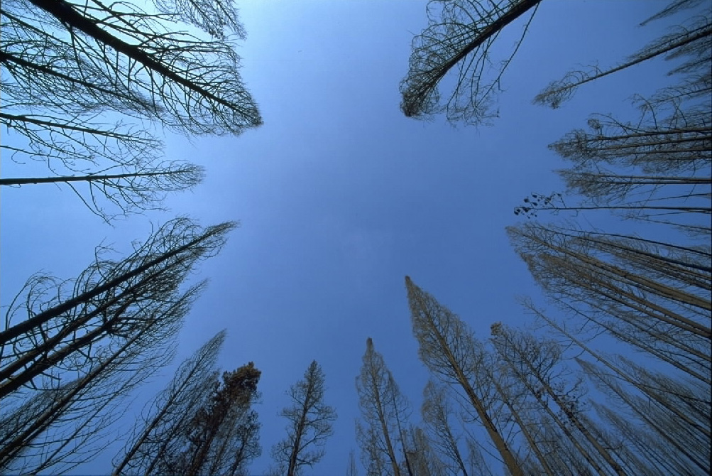 trees-sky