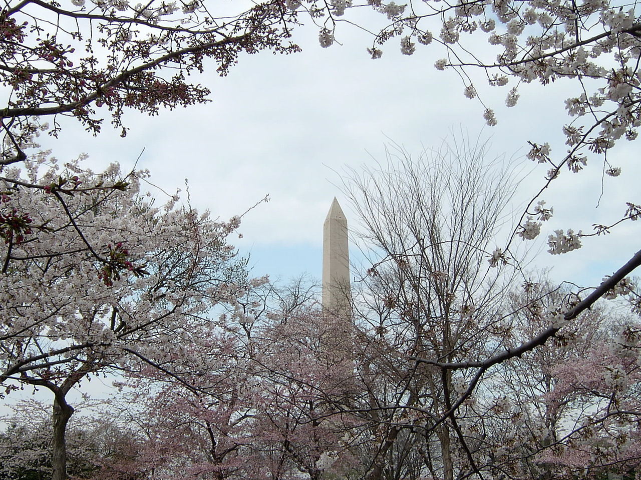1280px-washington_monument_cherry_blossoms