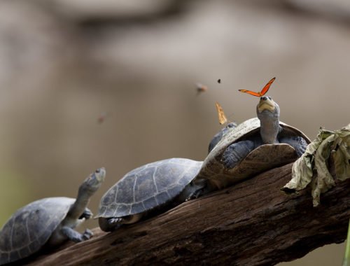 a_butterfly_feeding_on_the_tears_of_a_turtle_in_ecuador