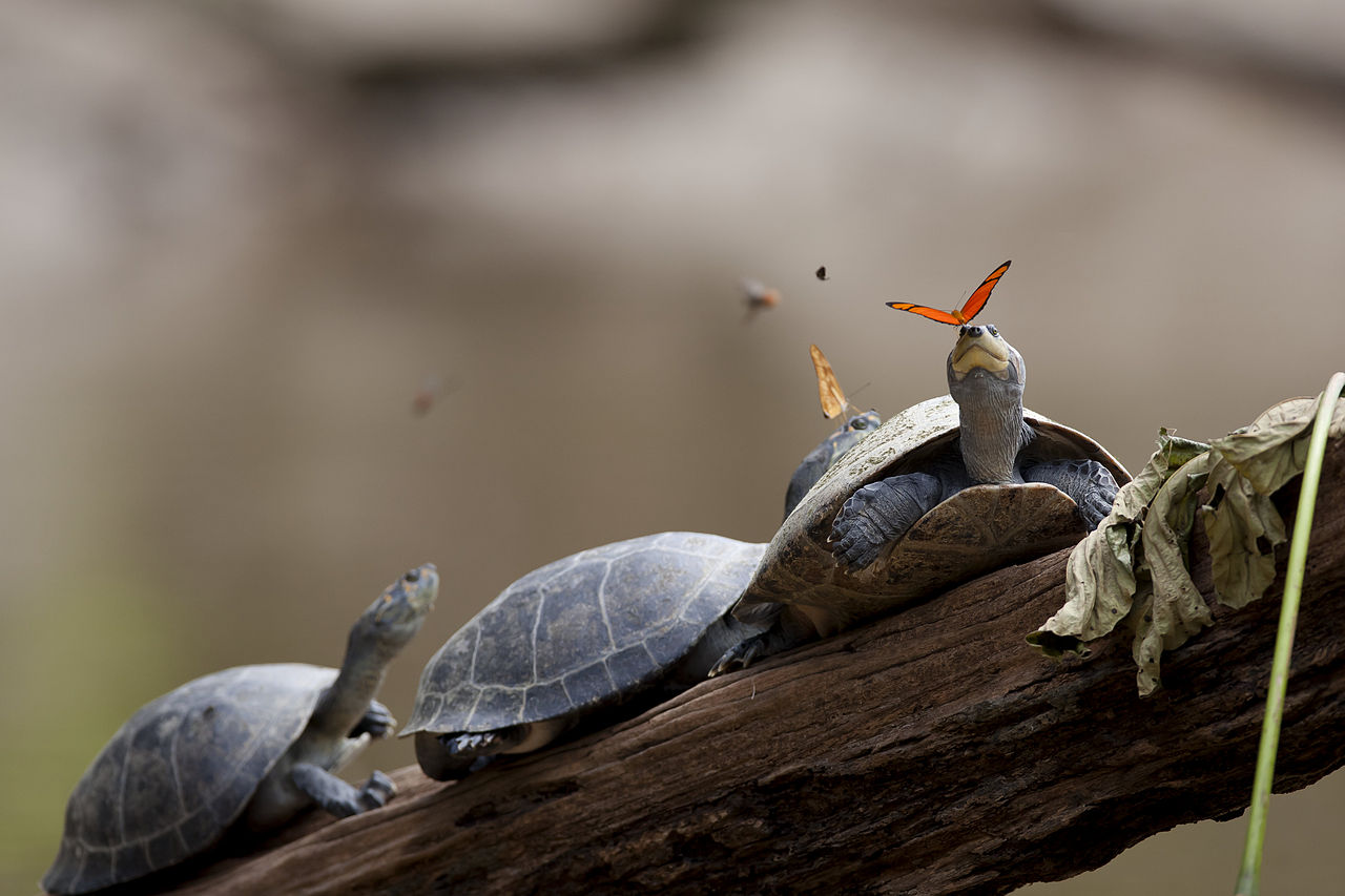 a_butterfly_feeding_on_the_tears_of_a_turtle_in_ecuador