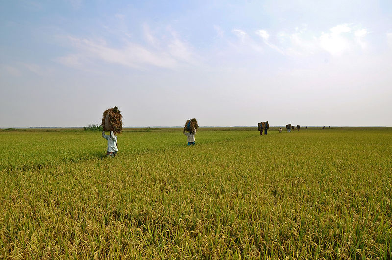 800px-agriculture_of_bangladesh_3