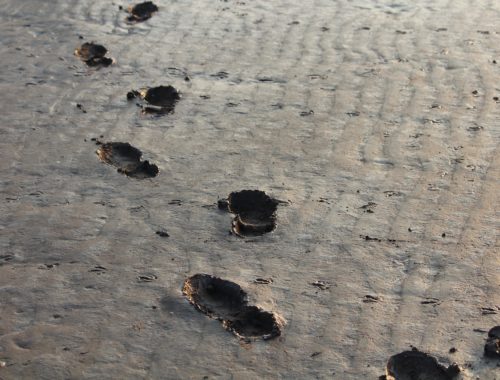 footprints-284708_1280