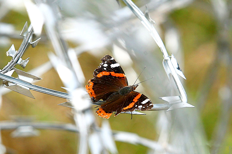 butterfly_on_border_barrier