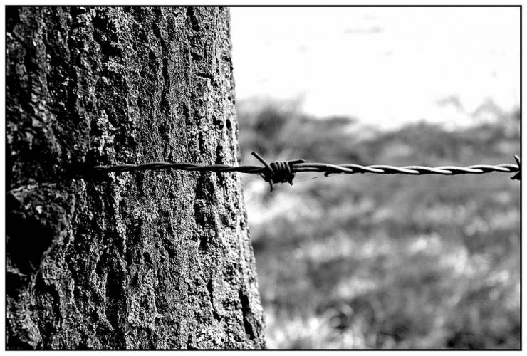 barbed-wire-887279_1280_0.jpg