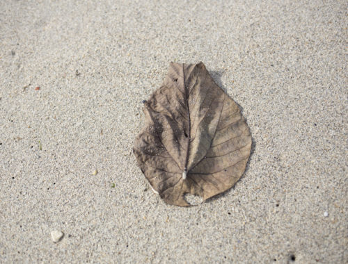 leaf-on-the-beach-000080149093_full