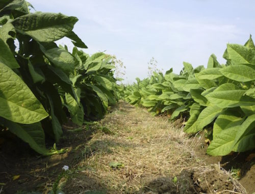 tobacco-planting-000061465070_medium