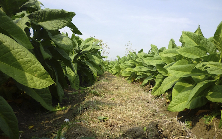 tobacco-planting-000061465070_medium