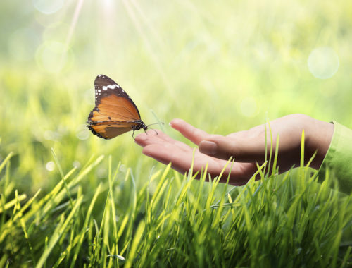 butterfly-in-hand-on-grass-000033605980_large