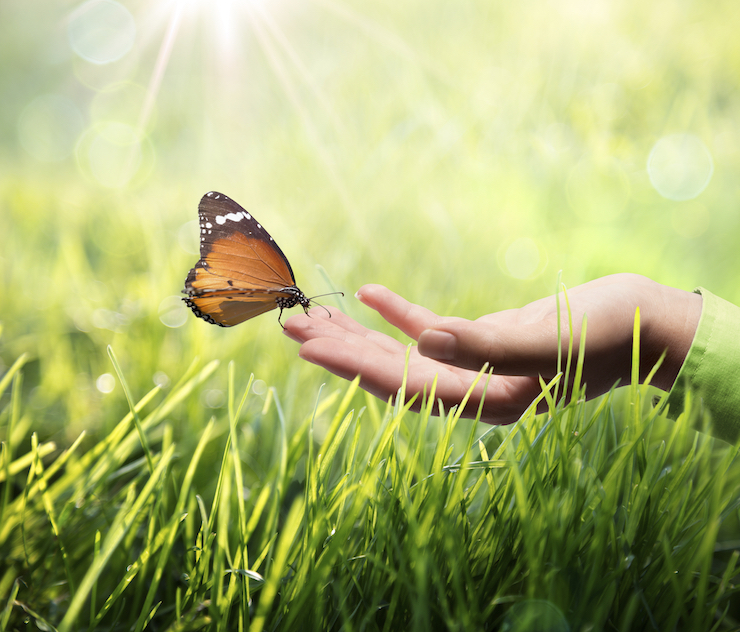 butterfly-in-hand-on-grass-000033605980_large