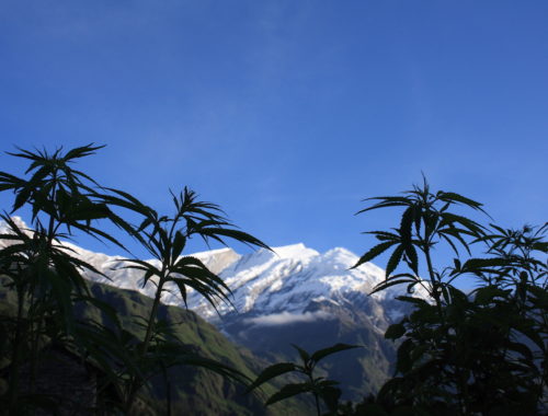 cannabis_plants_in_front_of_the_dhaulagiri_summit