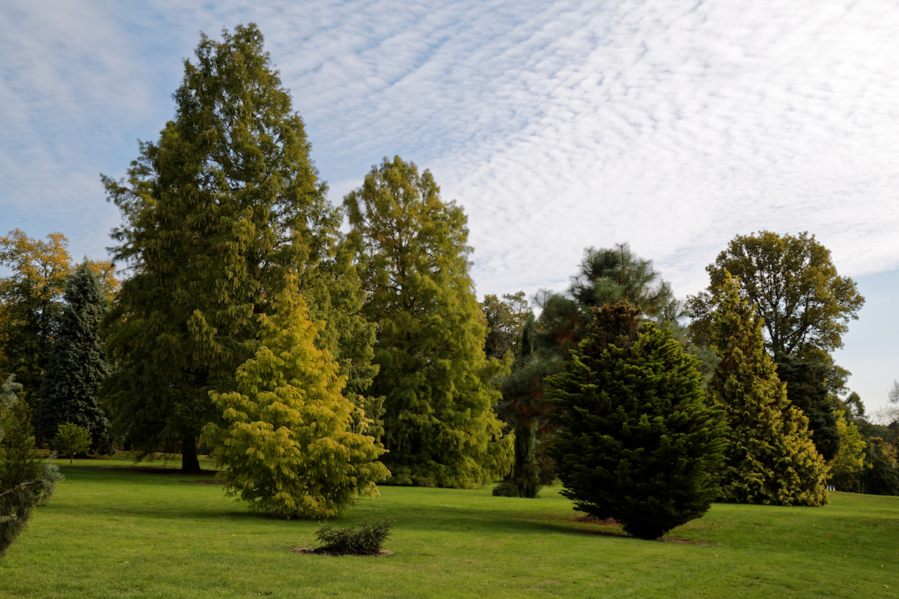 beale_arboretum_lawn_trees_west_lodge_park_-_hadley_wood_-_enfield_london_2