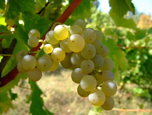 sauvignon_blanc_vlasotince_vineyards