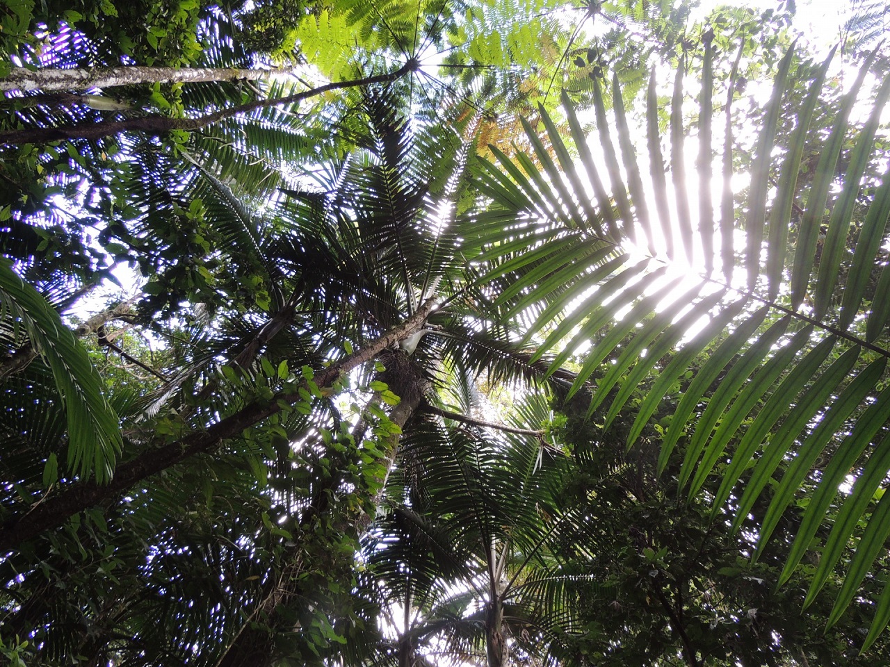 rain-forest-canopy