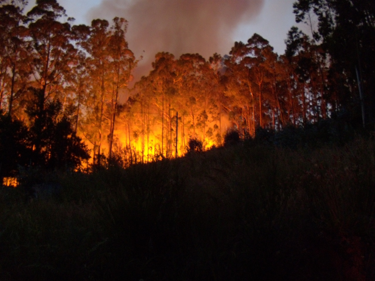 eucalyptus_forest_fire_madeira_portugal_3_july_2011_-_panoramio