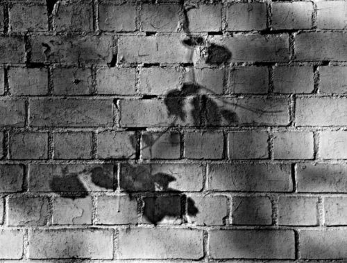 wall_brick_brick_wall_white_brick_wall_white_washed_shadow_pattern_shadow_on_the_wall-610614