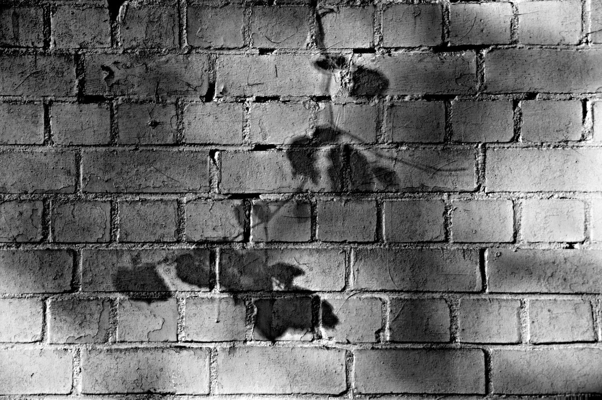 wall_brick_brick_wall_white_brick_wall_white_washed_shadow_pattern_shadow_on_the_wall-610614