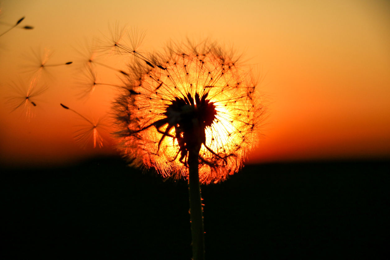 dandelion-lightened-by-the-sunset-614423912_1258x838
