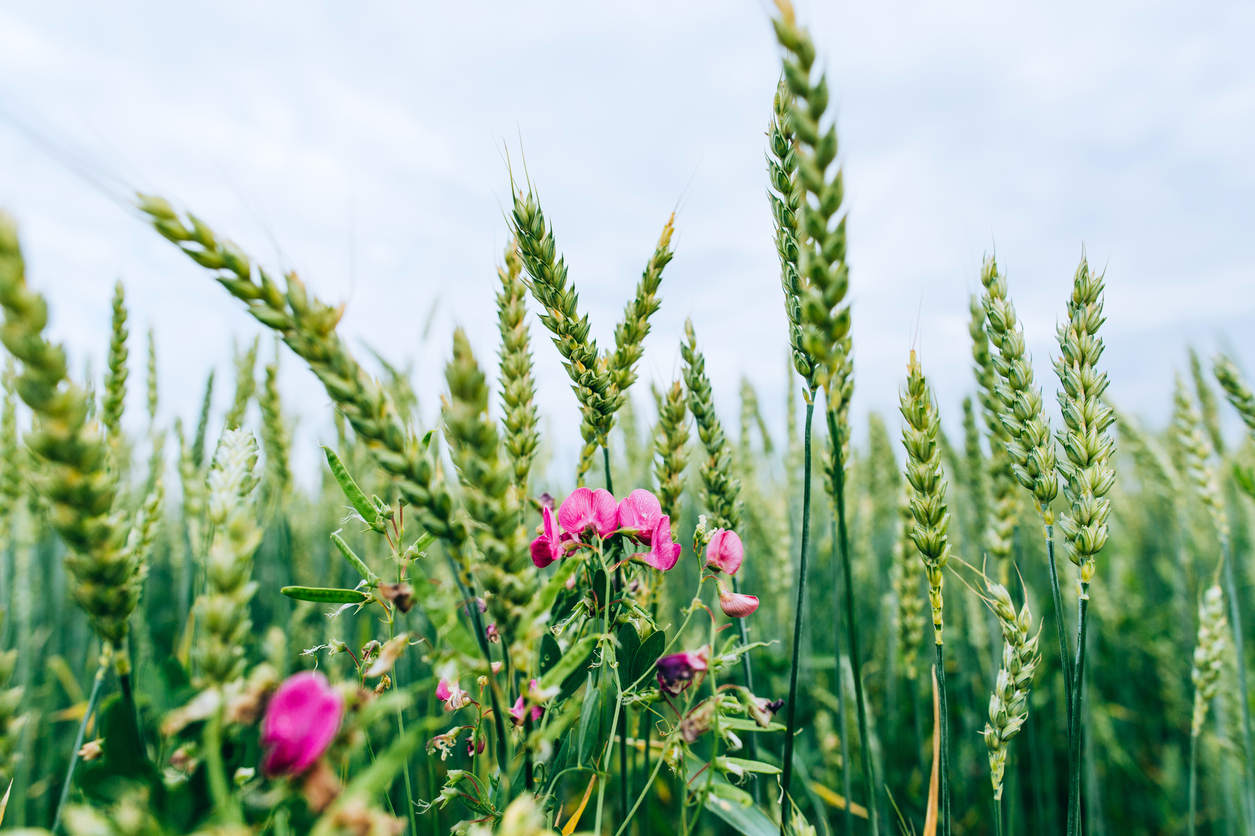 green-wheat-and-wild-flowers-695065268_1258x838
