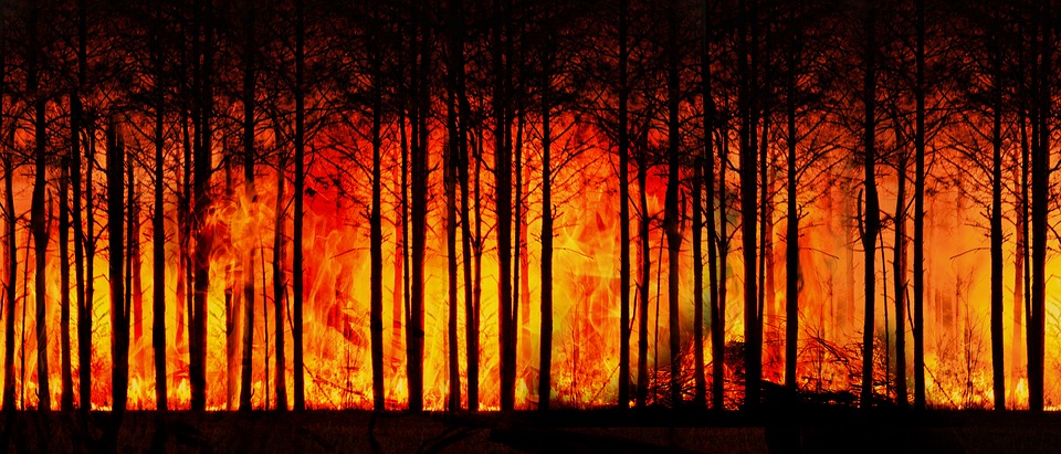 forest-fire-3836834_960_720