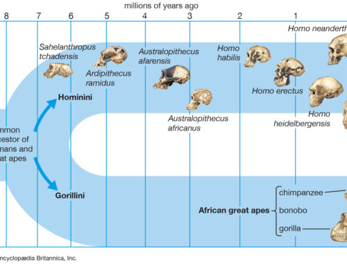 divergence-humans-apes-ancestor