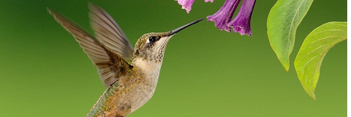 il-colibri