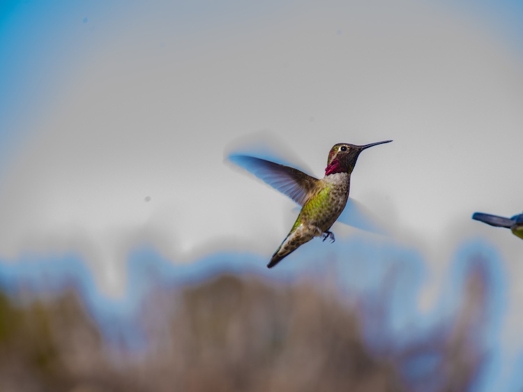hummingbird-in-flight-1548539119vrm