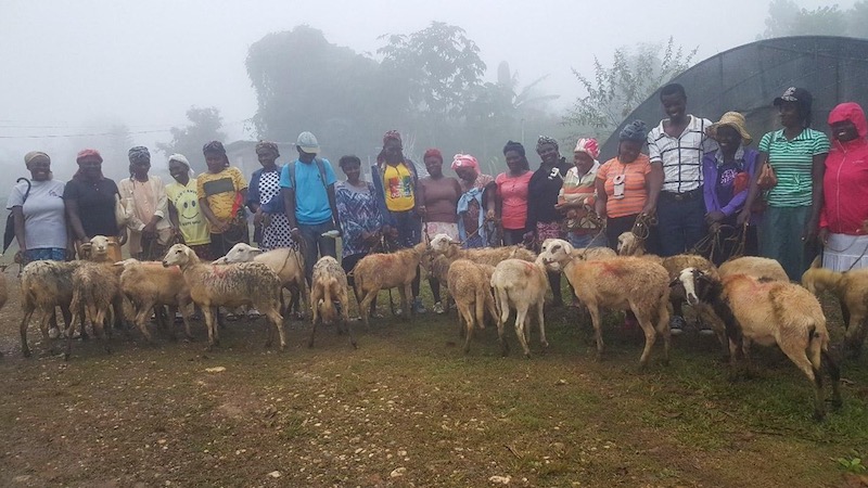 haiti-wash-sheeps