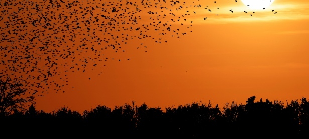 sunset-birds-flying-silhouette